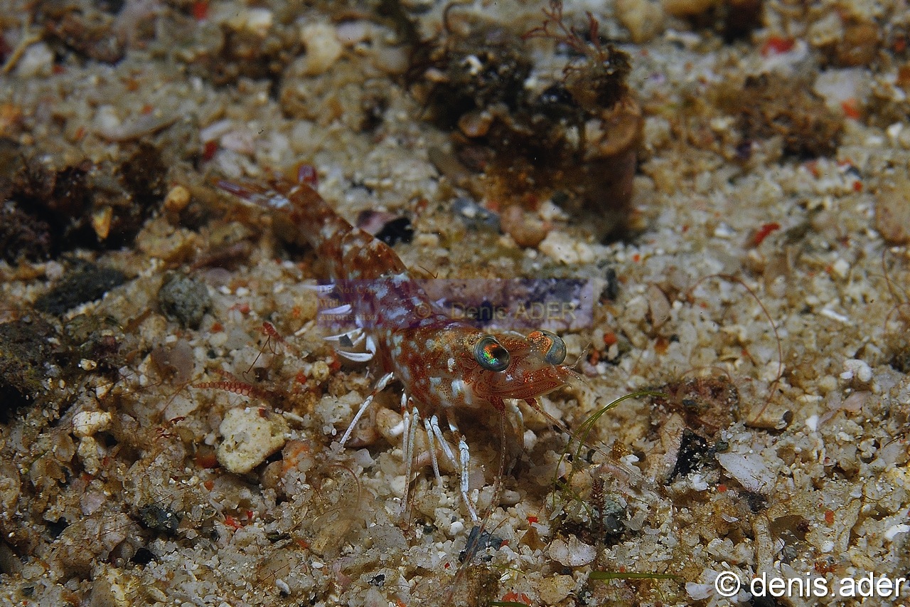 Metapenaeopsis-sp1 Komodo Nassa-9m-20160806nuit-Denis-ADER-DSC_0489_tn.jpg